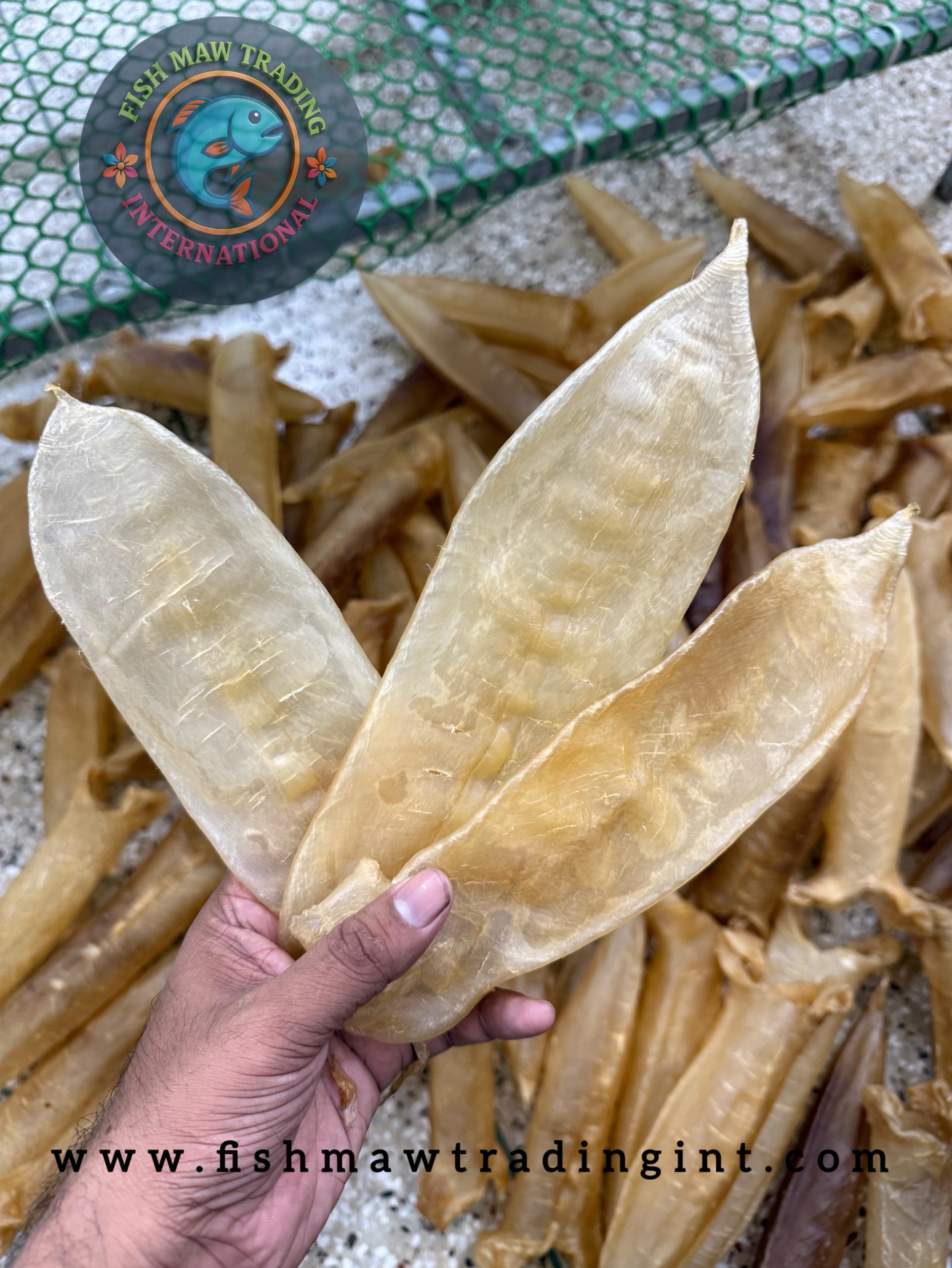 Nile Perch / Barramundi / Sea Bass Maw - Image 3