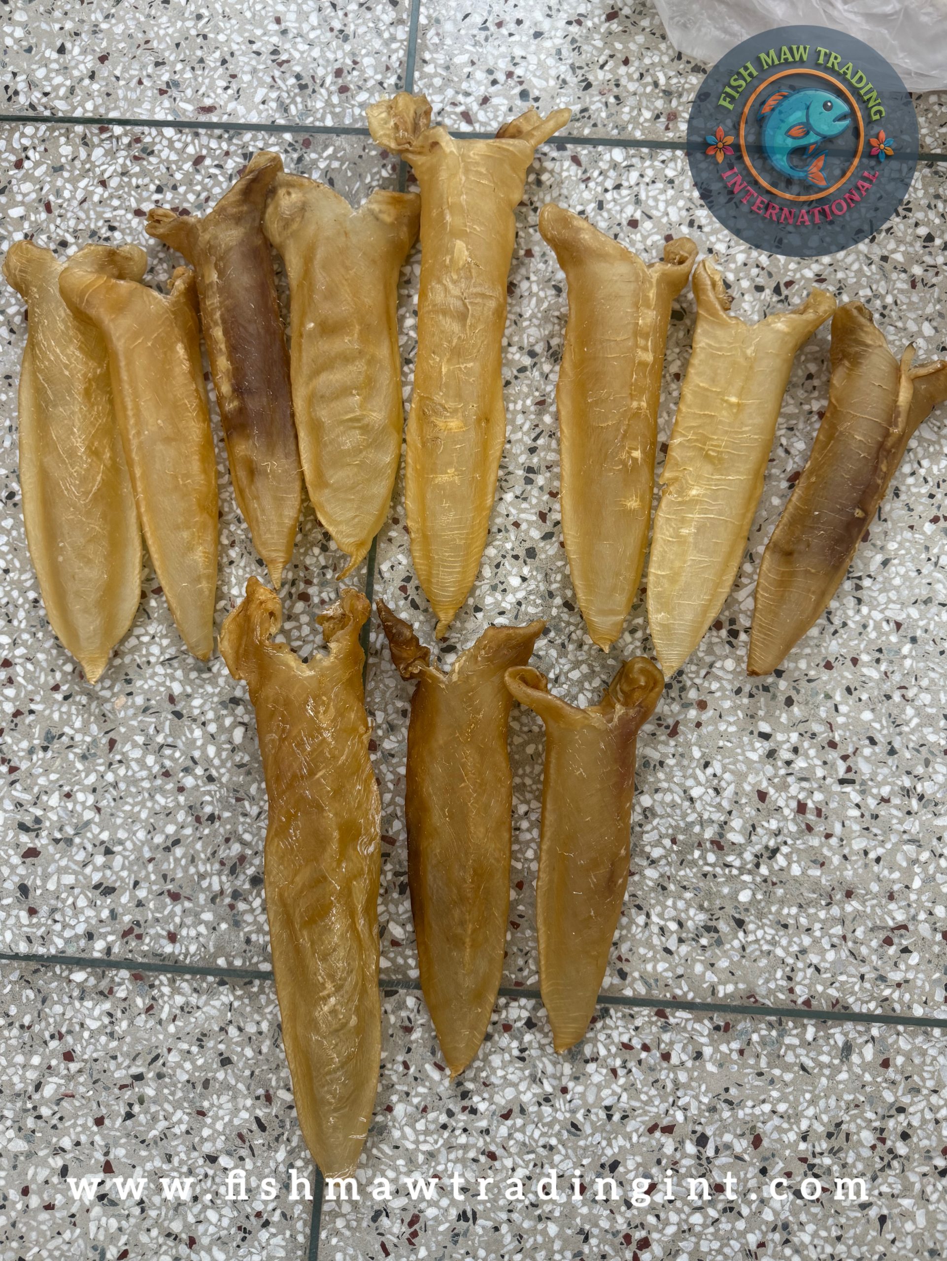 Nile Perch / Barramundi / Sea Bass Maw