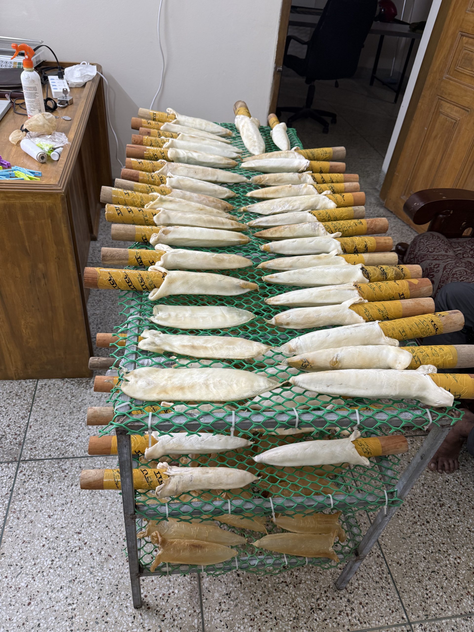 Nile Perch / Barramundi / Sea Bass Maw - Image 6